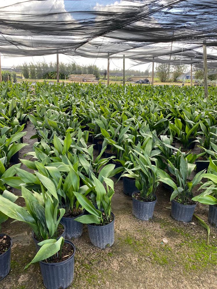 aspidistra-elatior-cast-iron-plant