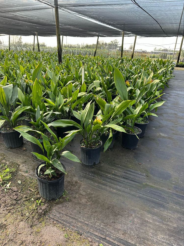 aspidistra-elatior-cast-iron-plant