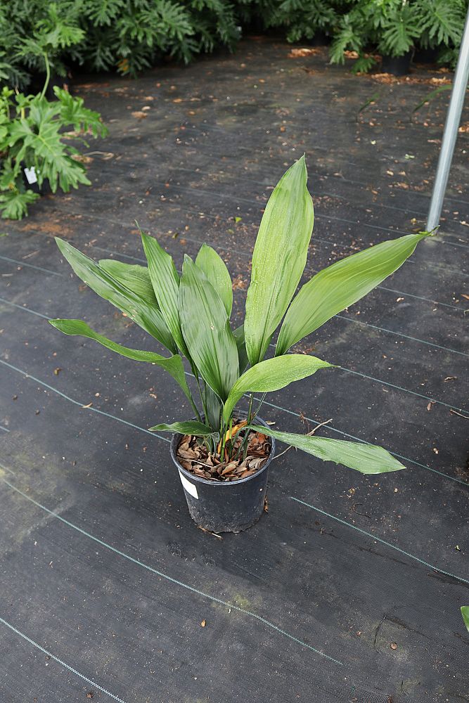 aspidistra-elatior-cast-iron-plant