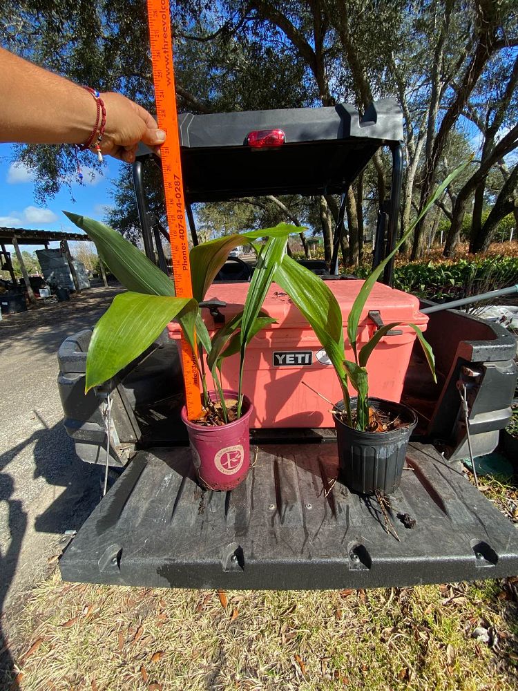 aspidistra-elatior-cast-iron-plant