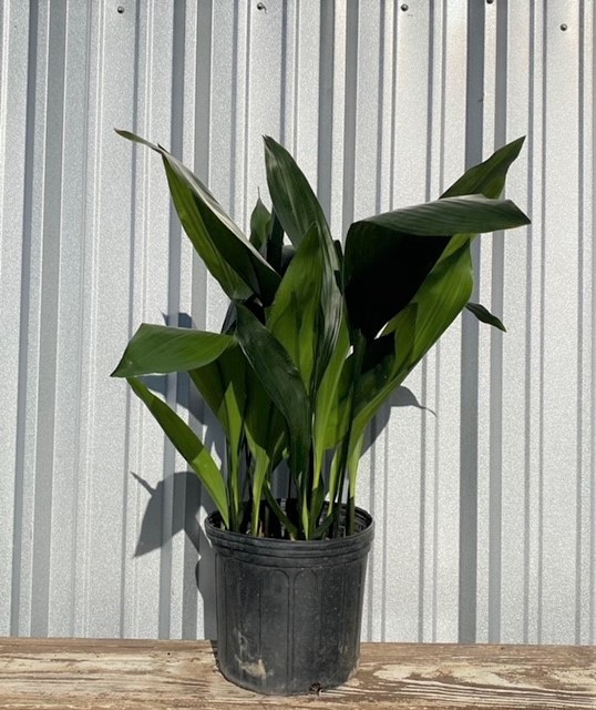 aspidistra-elatior-cast-iron-plant