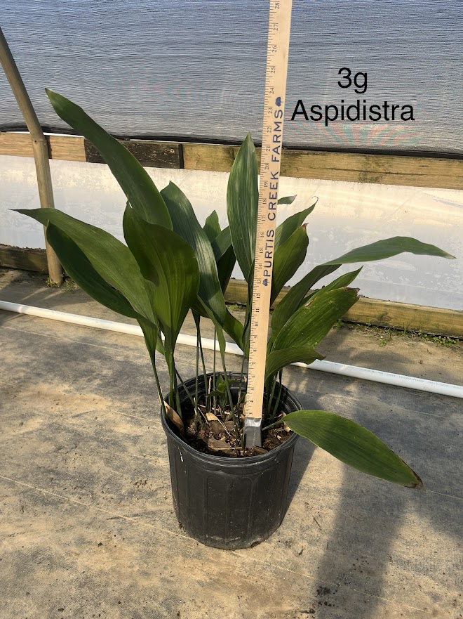 aspidistra-elatior-cast-iron-plant