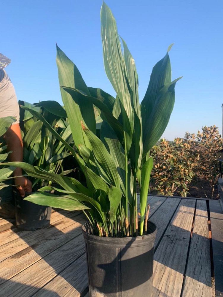 aspidistra-elatior-cast-iron-plant