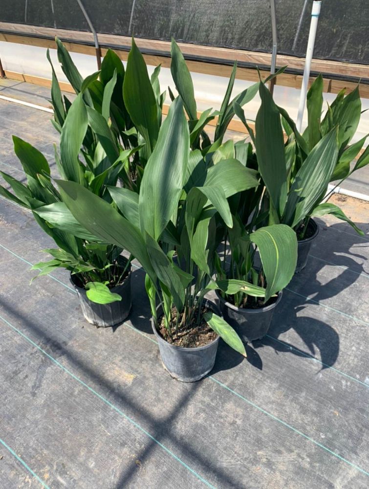 aspidistra-elatior-cast-iron-plant