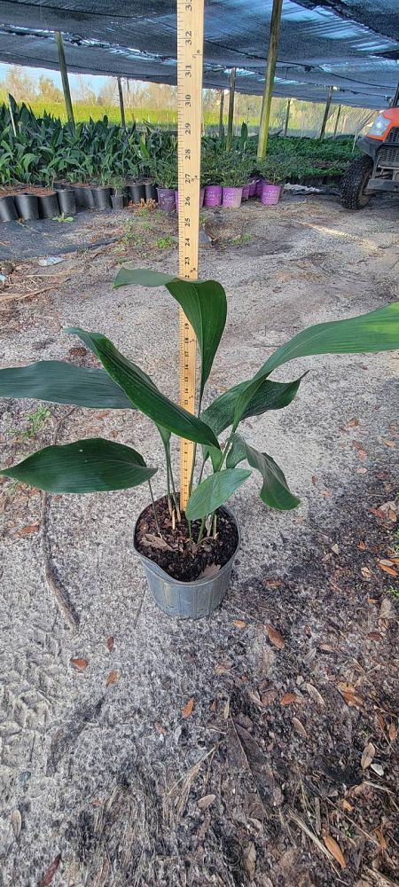 aspidistra-elatior-cast-iron-plant