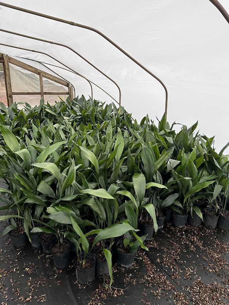 aspidistra-elatior-cast-iron-plant