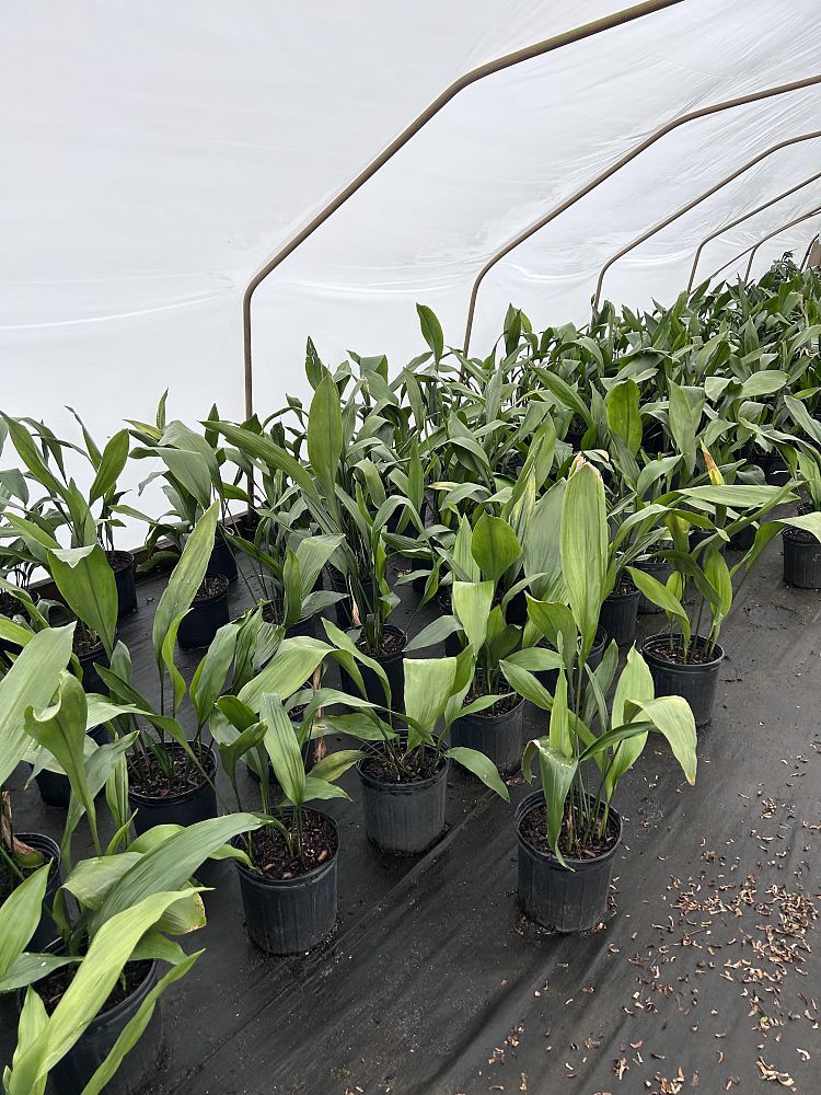 aspidistra-elatior-cast-iron-plant