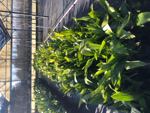 aspidistra-elatior-cast-iron-plant