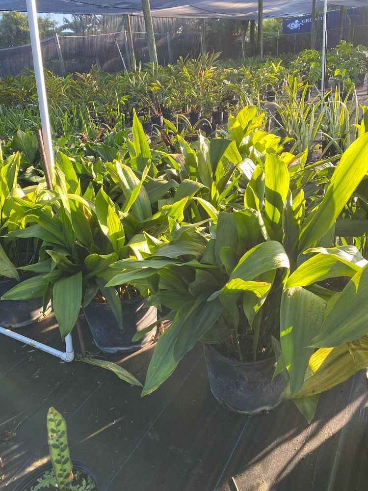 aspidistra-elatior-cast-iron-plant