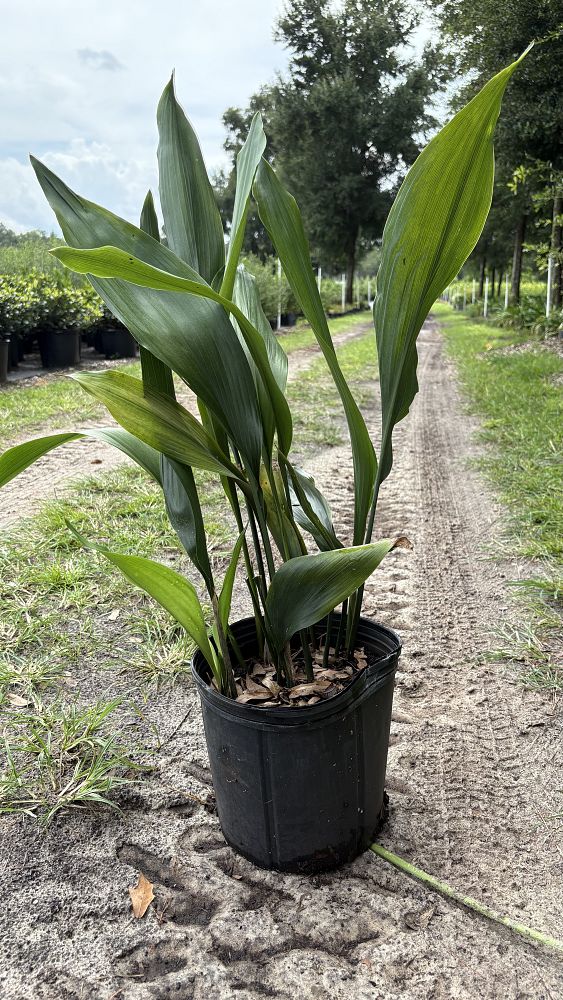 aspidistra-elatior-cast-iron-plant