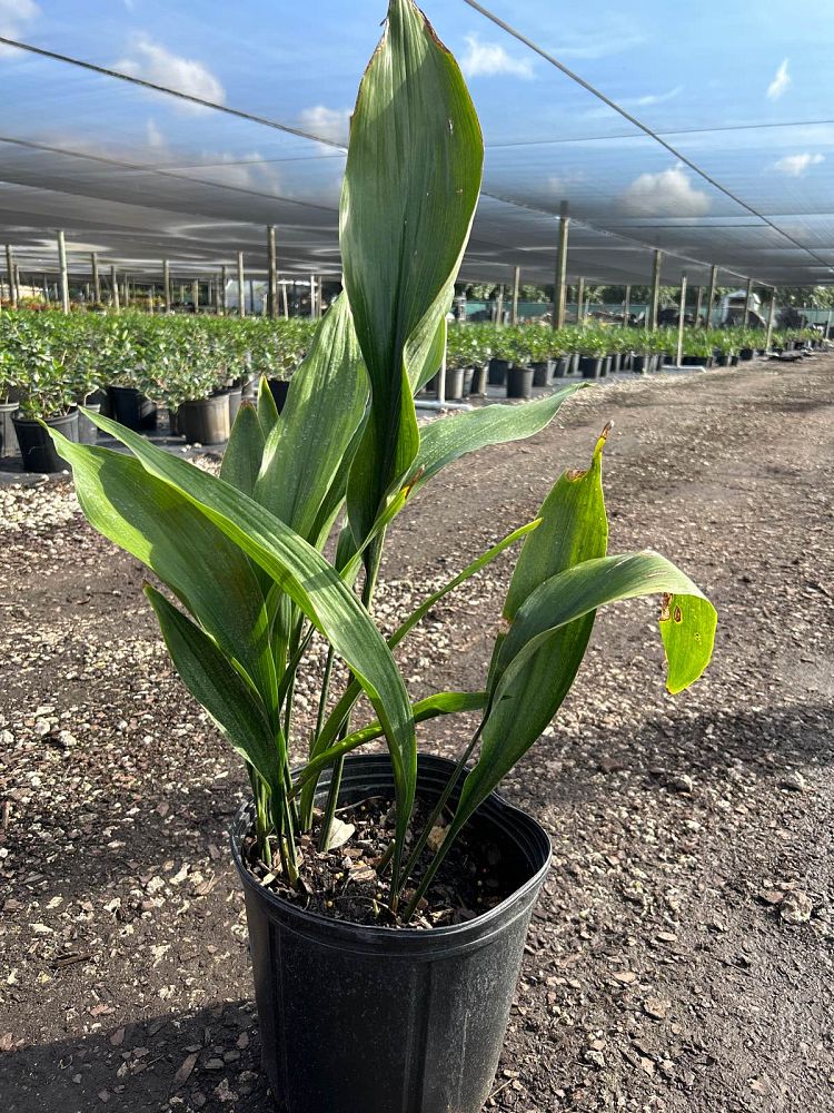 aspidistra-elatior-cast-iron-plant