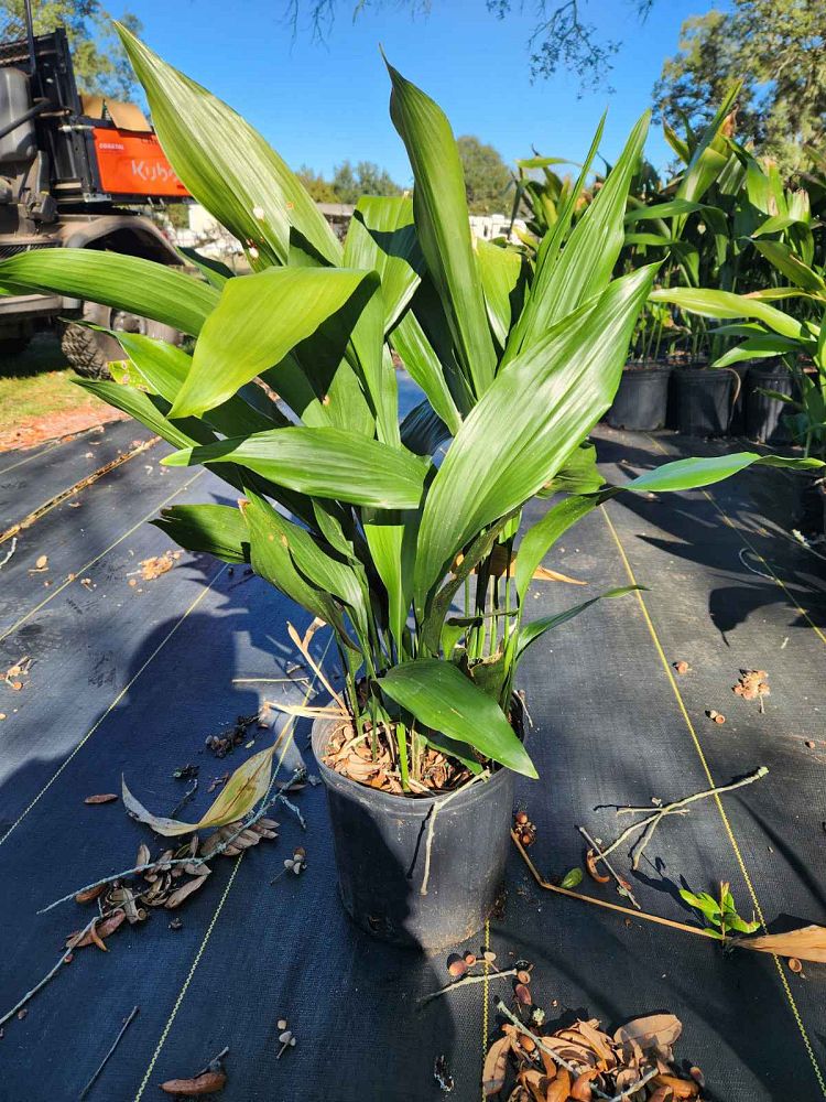 aspidistra-elatior-cast-iron-plant