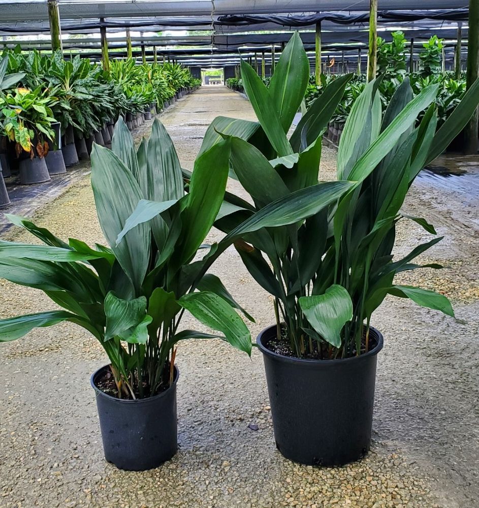 aspidistra-elatior-cast-iron-plant