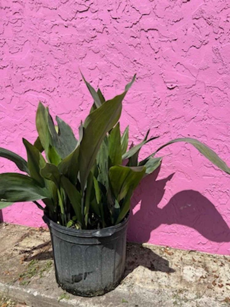 aspidistra-elatior-cast-iron-plant