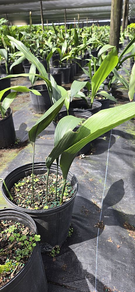 aspidistra-elatior-cast-iron-plant