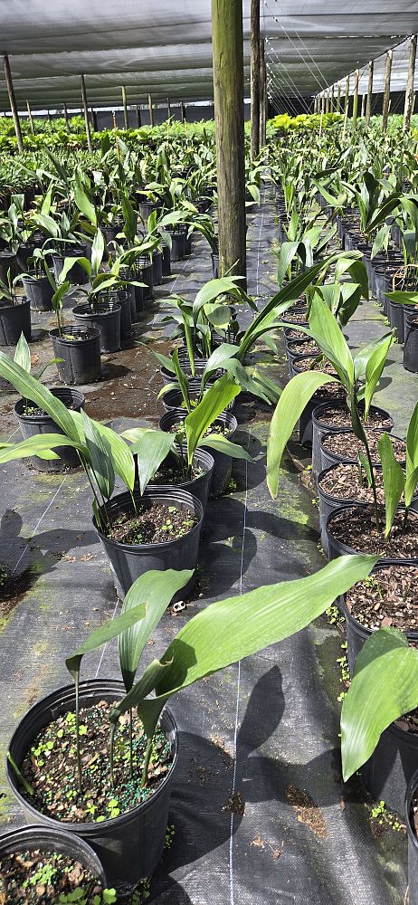 aspidistra-elatior-cast-iron-plant