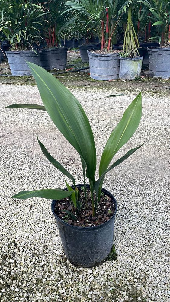 aspidistra-elatior-cast-iron-plant