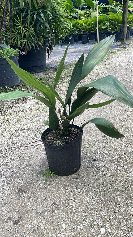 aspidistra-elatior-cast-iron-plant