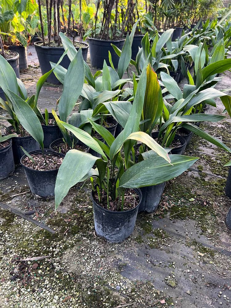 aspidistra-elatior-cast-iron-plant