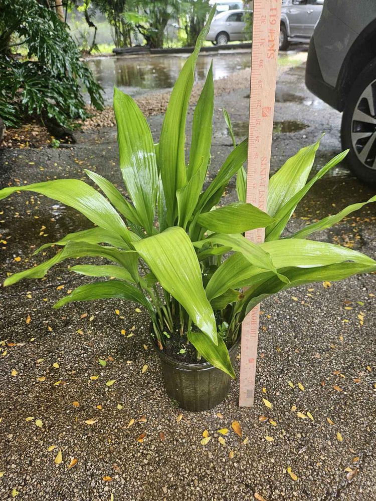 aspidistra-elatior-cast-iron-plant