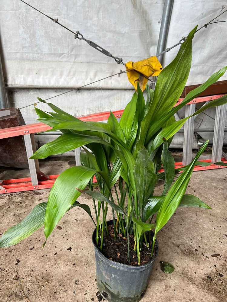 aspidistra-elatior-cast-iron-plant