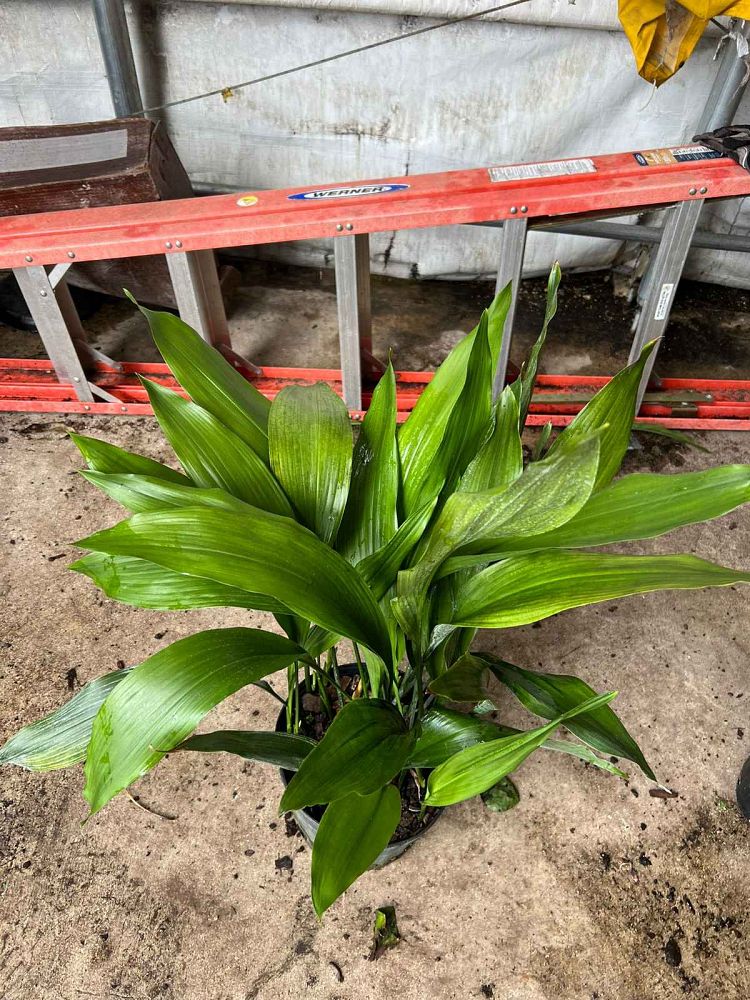 aspidistra-elatior-cast-iron-plant