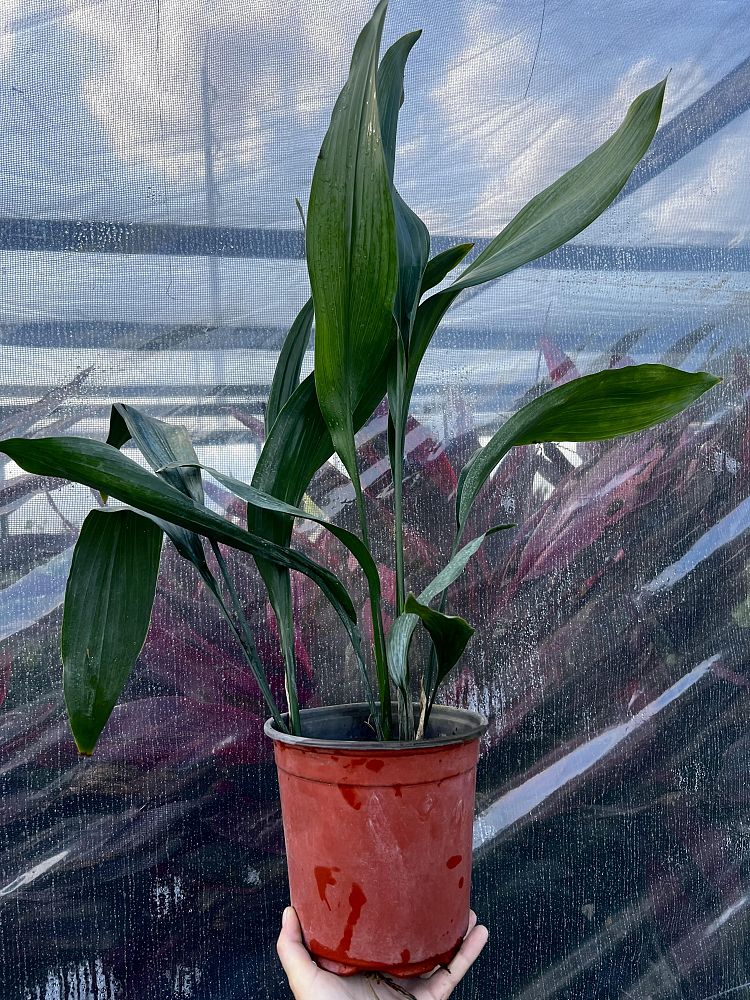 aspidistra-elatior-cast-iron-plant