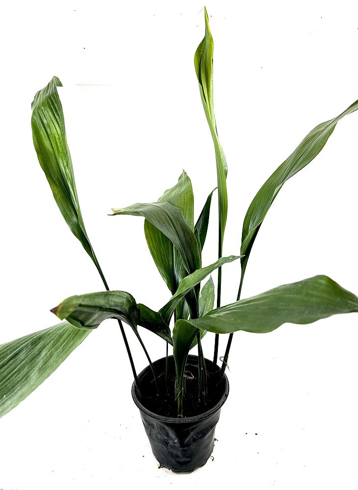 aspidistra-elatior-cast-iron-plant