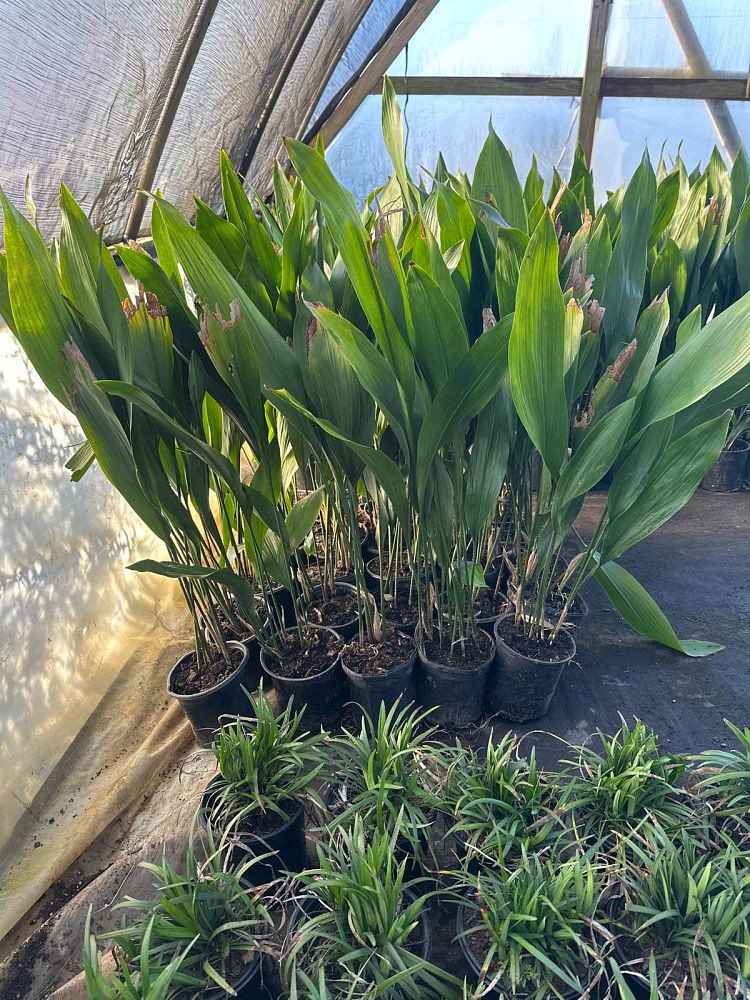 aspidistra-elatior-cast-iron-plant