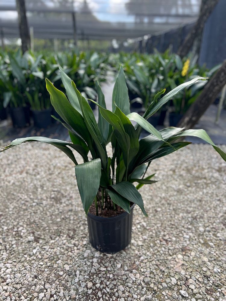 aspidistra-elatior-cast-iron-plant