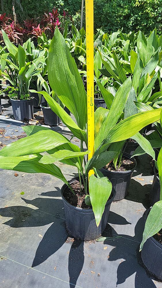 aspidistra-elatior-cast-iron-plant