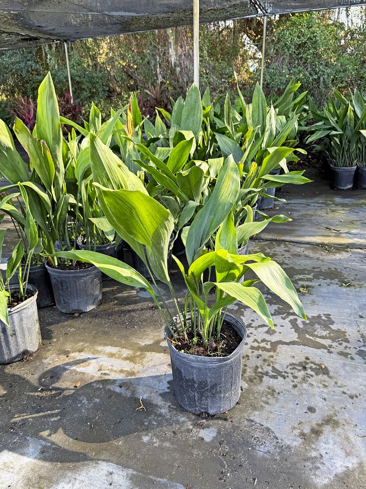 aspidistra-elatior-cast-iron-plant