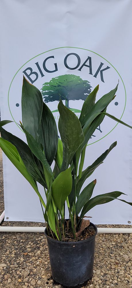 aspidistra-elatior-cast-iron-plant