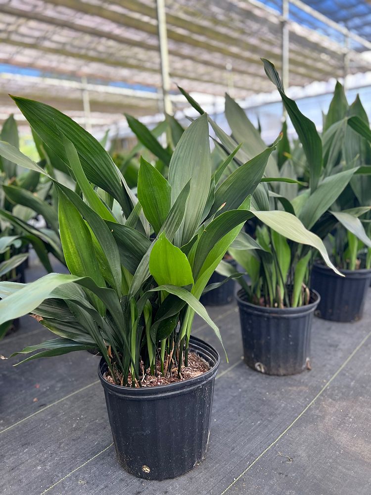 aspidistra-elatior-cast-iron-plant