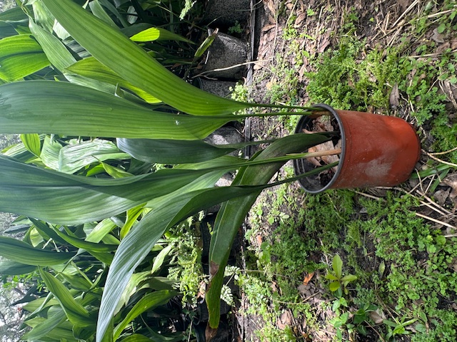 aspidistra-elatior-cast-iron-plant