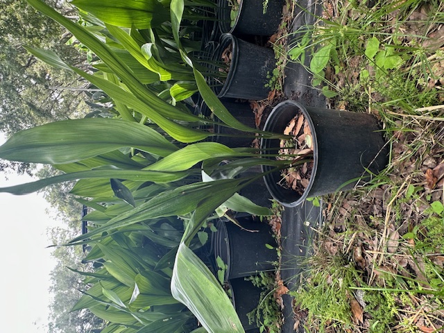 aspidistra-elatior-cast-iron-plant