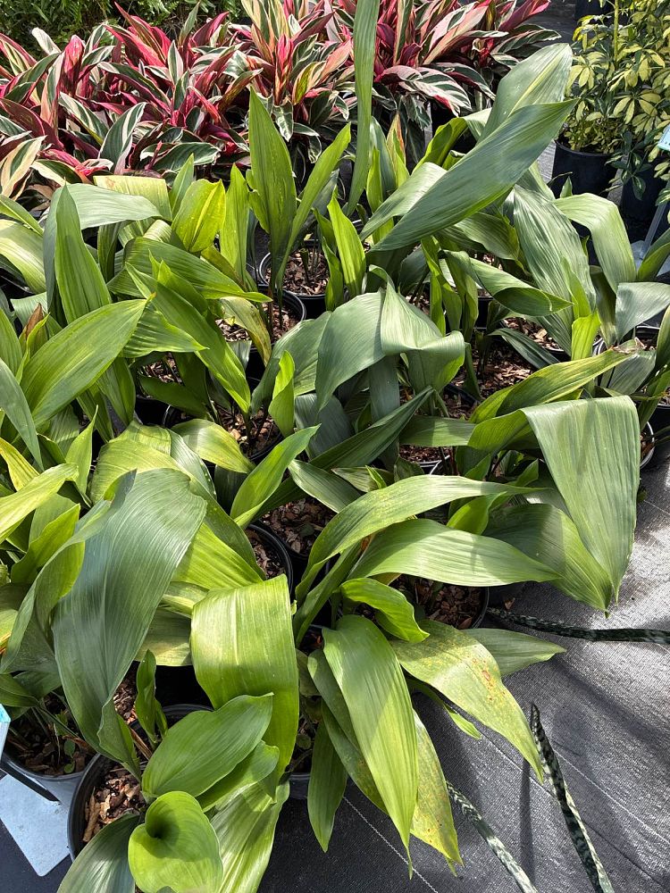 aspidistra-elatior-cast-iron-plant