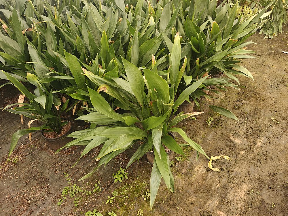 aspidistra-elatior-cast-iron-plant
