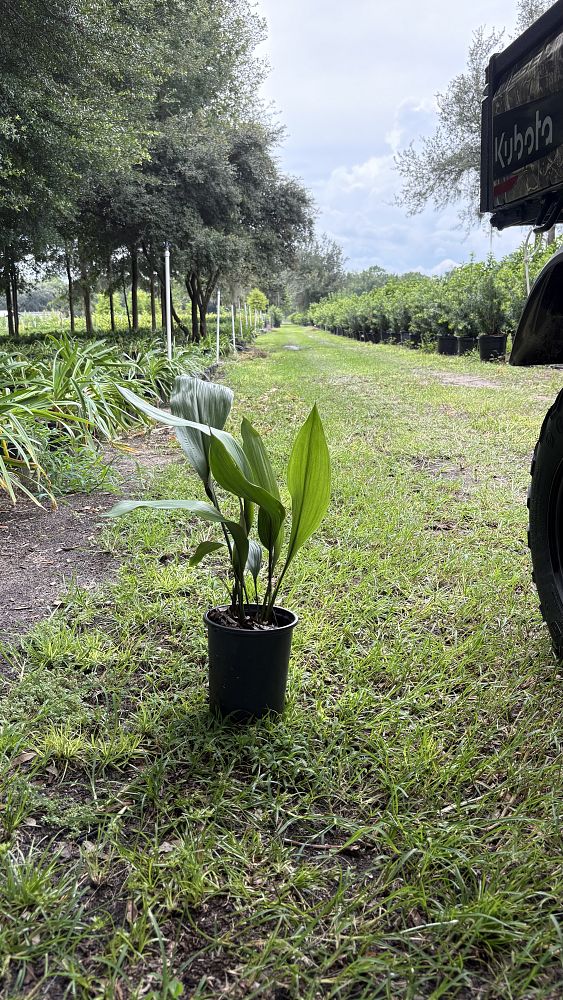 aspidistra-elatior-cast-iron-plant