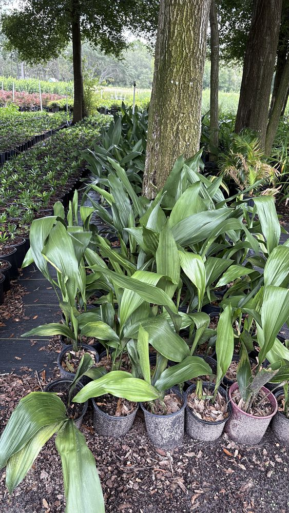 aspidistra-elatior-cast-iron-plant