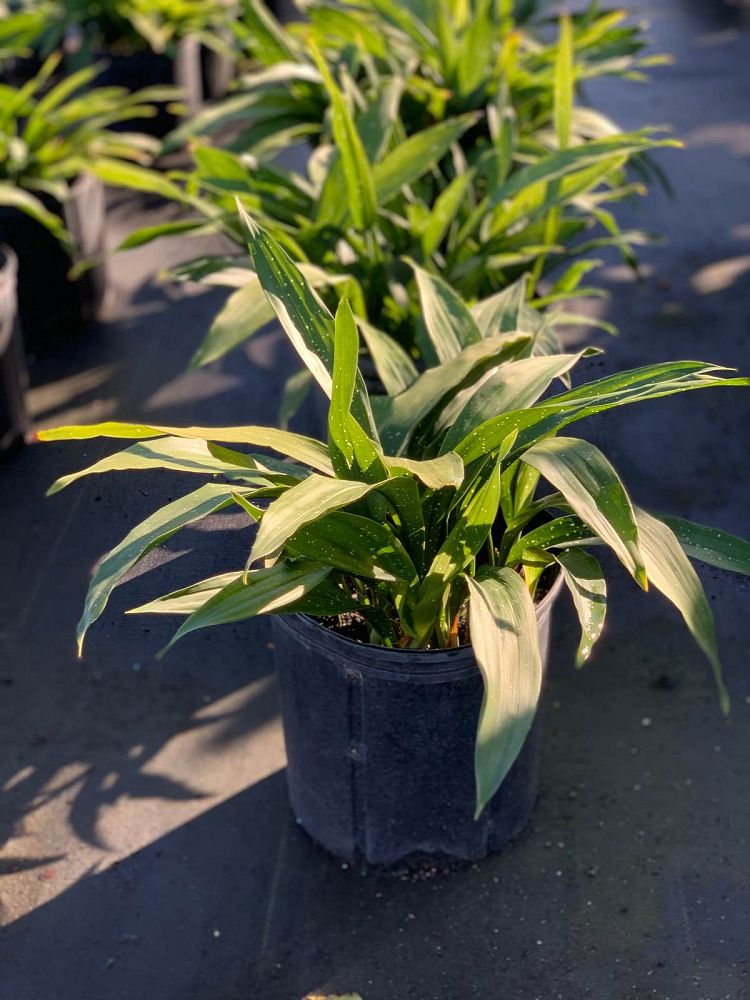 aspidistra-elatior-dwarf-milky-way-cast-iron-plant