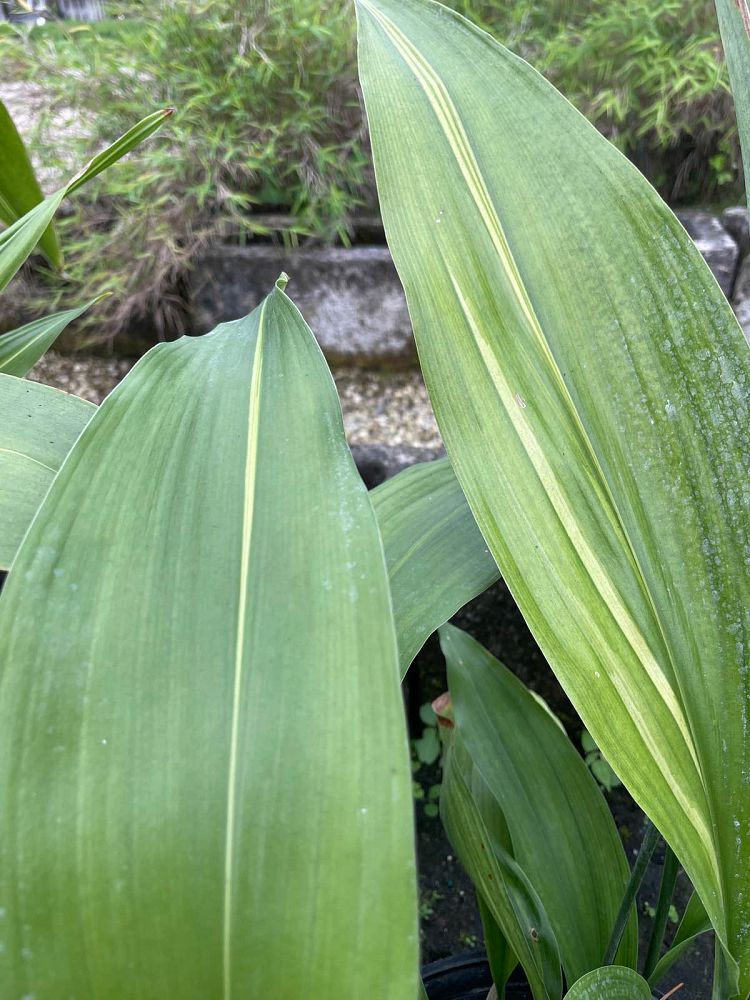 aspidistra-elatior-lennon-s-song-cast-iron-plant