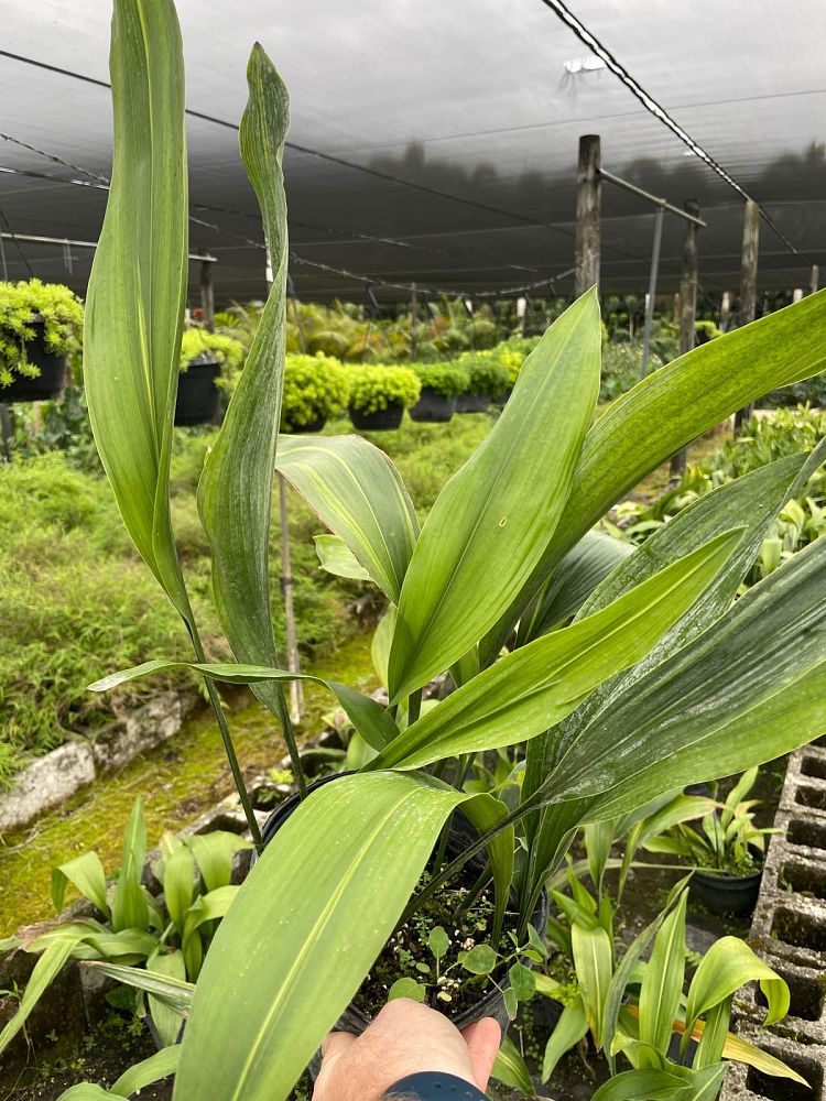 aspidistra-elatior-lennon-s-song-cast-iron-plant