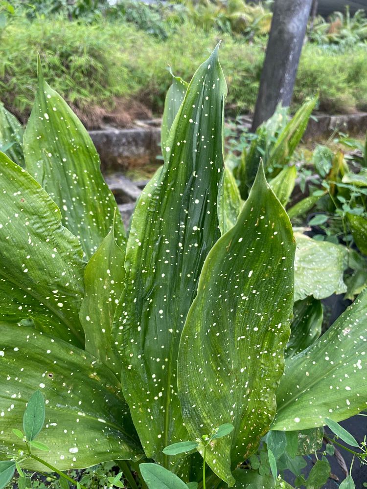 aspidistra-elatior-mary-sizemore-cast-iron-plant