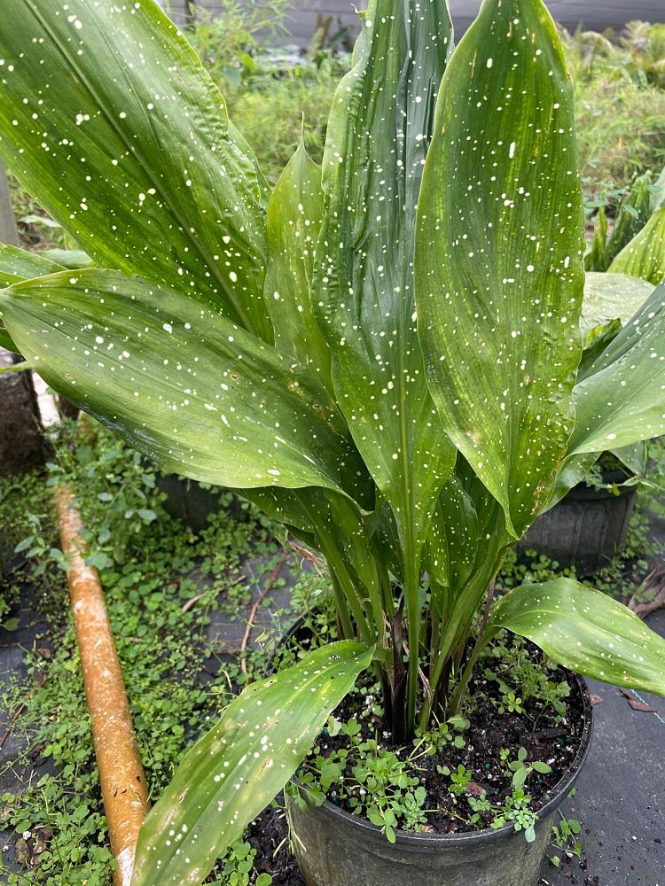 aspidistra-elatior-mary-sizemore-cast-iron-plant