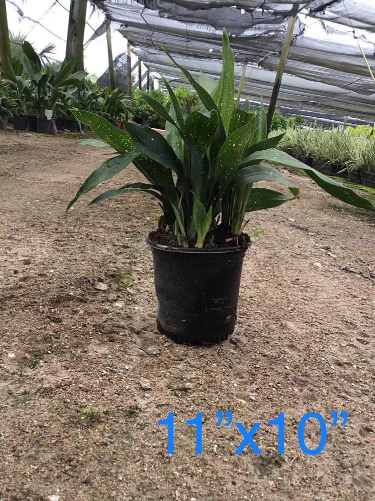 aspidistra-elatior-milky-way-cast-iron-plant