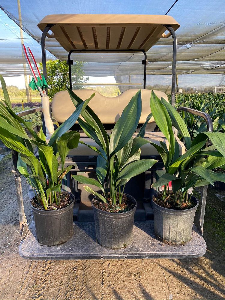 aspidistra-elatior-milky-way-cast-iron-plant