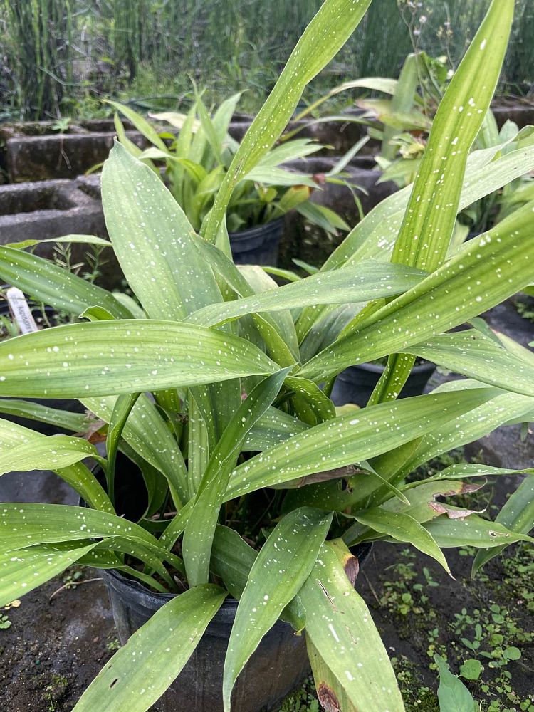 aspidistra-elatior-milky-way-cast-iron-plant