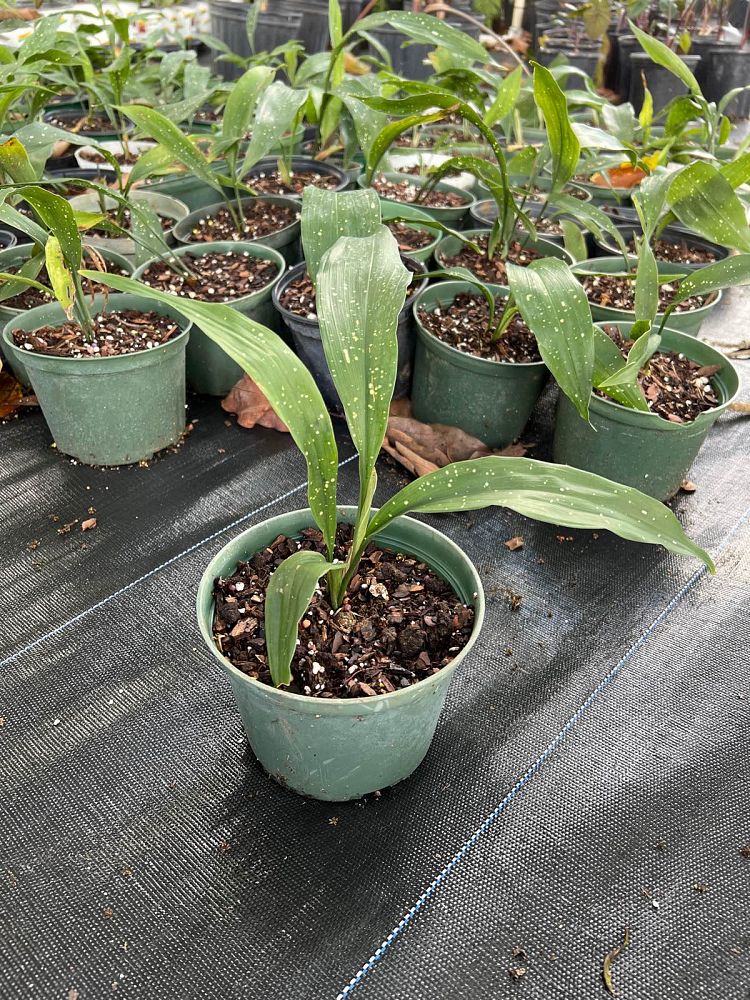aspidistra-elatior-milky-way-cast-iron-plant