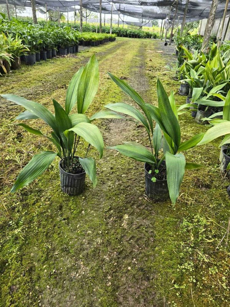 aspidistra-elatior-milky-way-cast-iron-plant